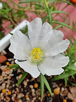 Closeup shot of a white flower in a pot on a blurred background