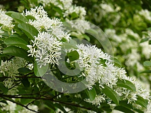 Closeup shot of the white flowers of a Chinese fringe tree