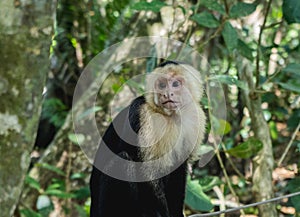 Closeup shot of a white-headed capuchin monkey with trees in the background