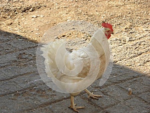 Closeup shot of white hen walking and searching for food