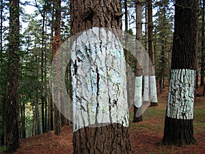 Closeup shot of white marked trees in a forest of Valle de Oma, Basque Country, Spain