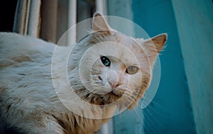 Closeup shot of a white odd-eyed cat staring at the camera