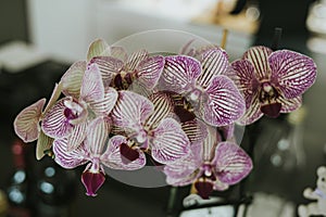 Closeup shot of white Phalaenopsis orchids with purples stripes