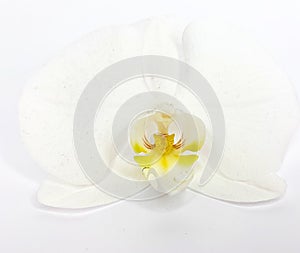 Closeup shot of a white Phalenopsis flower isolated on a white background