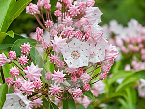 Closeup shot of white and pink evergreen shrub mountain laurel calico-bush or spoonwood flowers