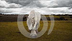 Closeup shot of a white pony grazing in the field
