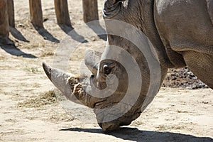 Closeup shot of a white rhinoceros