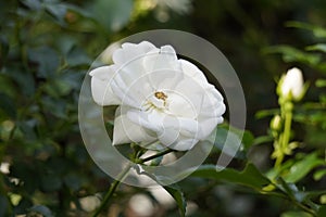 Closeup shot of a white Schneewittchen rose flower surrounded by green leaves
