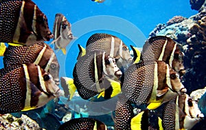 Closeup shot of white-spotted surgeonfish (acanthurus guttatus)