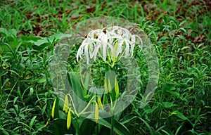 Closeup shot of a white swamp lily growing among green tropical plants in a humid land