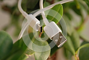 Closeup shot of a white USB cable on green leaves