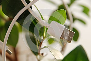 Closeup shot of a white USB cable on green leaves