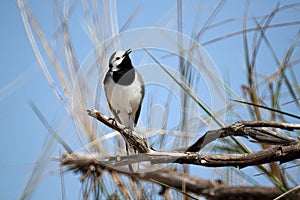 Closeup shot of a white wagtail bird perched on a branch