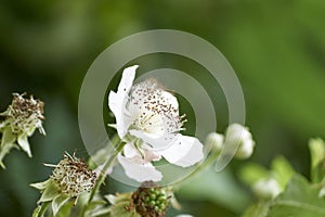 Closeup shot of a white wild prairie rose in a park