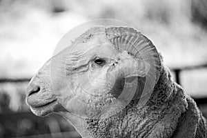 Closeup shot of Whitefaced Woodland sheep head in a farm.