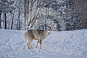 Closeup shot of a whitetail deer in the snow on the top of Snowshoe Mountain, West Virginia