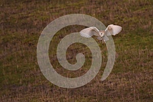 Closeup shot of a wild barn owl in flight