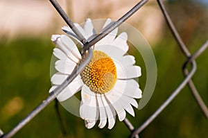 Closeup shot of wild chamomile growing near the wire fence on an isolated background