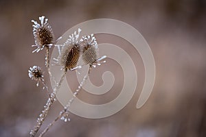 Closeup shot of wild flowers covered in a snow fros isolated on the garden