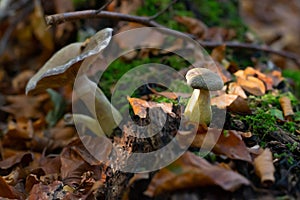 Closeup shot of wild fungi and moss surrounded by dry leaves of autumn trees