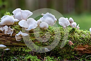 Closeup shot of wild fungi on a mossy branch