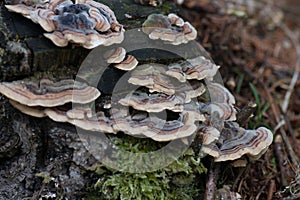 Closeup shot of a wild fungi on the tree trunk