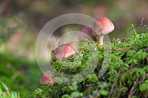 Wild inedible mushroom in the forest, nature background photo