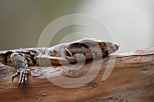 Closeup shot of a wild lizard navigating through the rugged terrain.