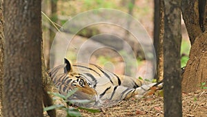 Closeup shot of wild male bengal tiger with eye contact during outdoor wildlife safari at bandhavgarh national park or tiger