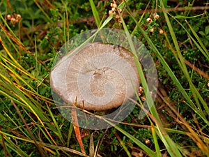 Closeup shot of a wild mushroom with a brown cap