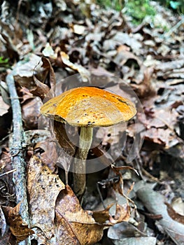 Closeup shot of a wild mushroom with a brown cap