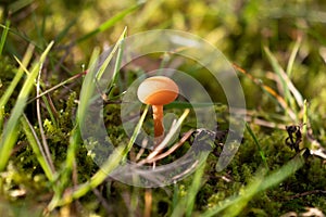 Closeup shot of a wild mushroom