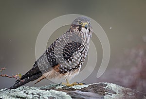 Closeup shot of a Wild New Zealand native falcon Karearea perched on a rock