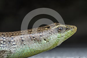 Closeup shot of the wild scincidae lizard