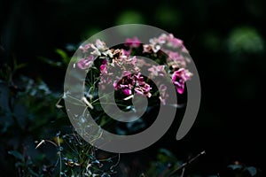 Closeup shot of wild sweet pea flowers against a dark blurry background