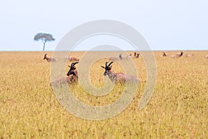 Closeup shot of wild topis with long horns looking around in an African savannah
