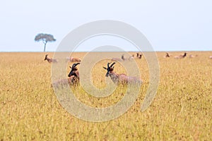 Closeup shot of wild topis with long horns looking around in an African savannah photo