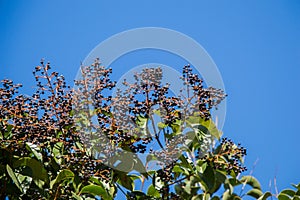 Closeup shot of a wildberry bush with a blue background