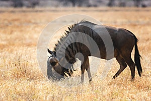 Closeup shot of a wildebeest grazing in the field with dry grass