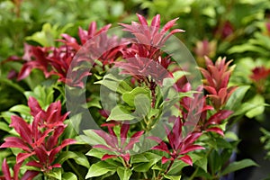 Closeup shot of winter flower heads of the Pieris japonica 'Mountain Fire' shrub