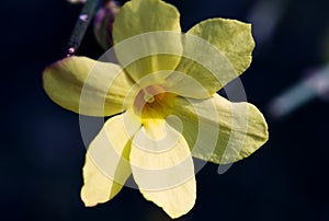 Closeup shot of a winter jasmine