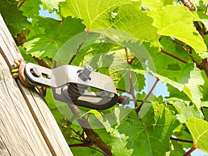 wire tightener for vineyard