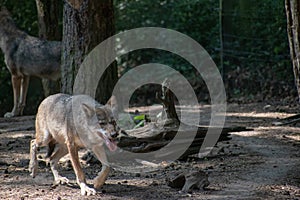 Closeup shot of wolfs in Wildpark Schwarze Berge