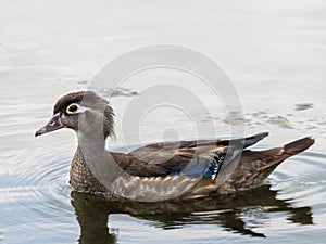 Closeup shot of a Wood Duck hen swimming in the water