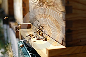 Closeup shot of a wooden beehive and bees