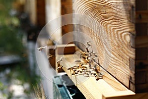 Closeup shot of a wooden beehive and bees
