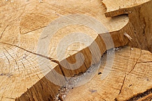 Closeup shot of a wooden tree trunk texture- perfect for background or wallpaper