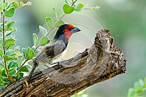 Closeup shot of a woodpecker finch perched on a tree branch with a blurred background