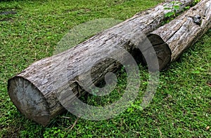 Closeup shot of woodtrunk on a grass surface