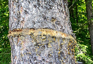 Closeup shot of a wounded stem of a tree in a forest